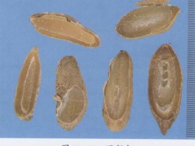 郁金的功效与作用及禁忌,中药郁金图片