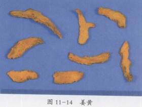 姜黄的功效与作用及禁忌,中药姜黄图片