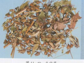 刘寄奴的功效与作用及禁忌,中药刘寄奴图片