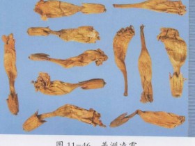 凌霄花的功效与作用及禁忌,中药凌霄花图片