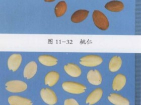 桃仁的功效与作用及禁忌,桃仁的用量用法,中药桃仁图片