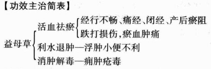 益母草的功效与作用