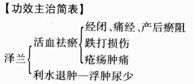 泽兰的功效与作用