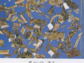 泽兰的功效与作用及禁忌,中药泽兰图片