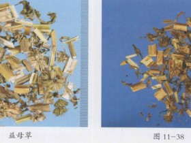 益母草的功效与作用及禁忌,中药益母草图片