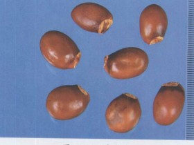 荔枝核的功效与作用,中药荔枝核图片