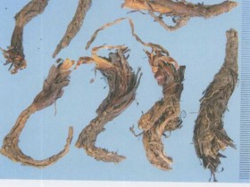 甘松的功效与作用及禁忌,中药甘松图片