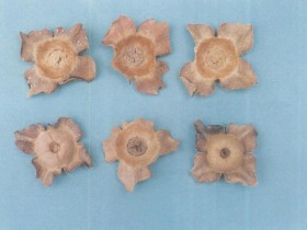 柿蒂的功效与作用,中药柿蒂图片