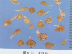 薤白的功效与作用及禁忌,薤白的用法用量,中药薤白图片