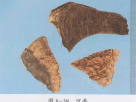 沉香的功效与作用及禁忌,中药沉香图片