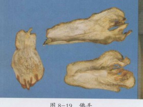 佛手的功效与作用及禁忌,中药佛手图片