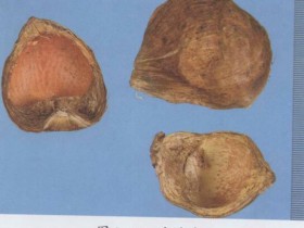 大腹皮的功效与作用及禁忌,中药大腹皮图片