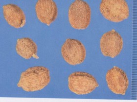 砂仁的功效与作用及禁忌,中药砂仁图片