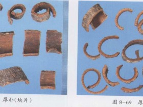 厚朴的功效与作用及禁忌,中药厚朴图片