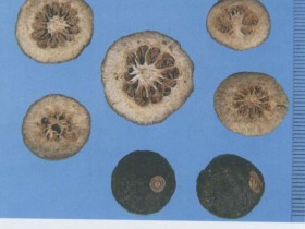 枳实（枳壳）的功效与作用及禁忌,中药枳实图片