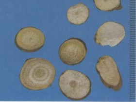 乌药的功效与作用及禁忌,中药乌药图片