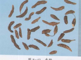 香附的功效与作用及禁忌,中药香附图片