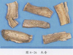 木香的功效与作用及禁忌,中药木香图片