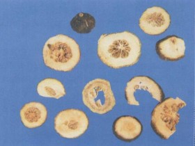 青皮的功效与作用及禁忌,中药青皮图片