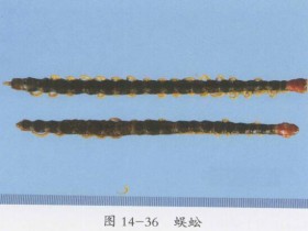 蜈蚣的功效与作用及禁忌,中药蜈蚣图片