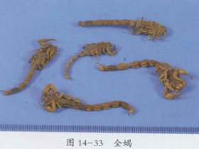 全蝎的功效与作用及禁忌,中药全蝎图片