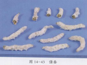 僵蚕的功效与作用,中药僵蚕图片