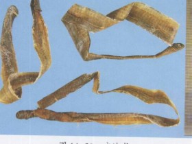 地龙（蚯蚓）的功效与作用及禁忌,中药地龙图片