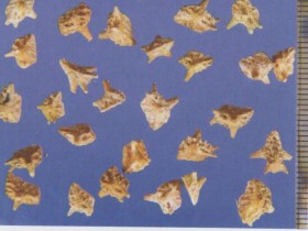 白蒺藜的功效与作用及禁忌,中药白蒺藜图片