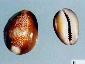 紫贝齿的功效与作用,中药紫贝齿图片