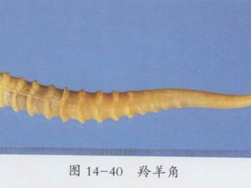 羚羊角的功效与作用及禁忌,中药羚羊角图片