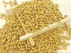 小麦的功效与作用,中药淮小麦图片