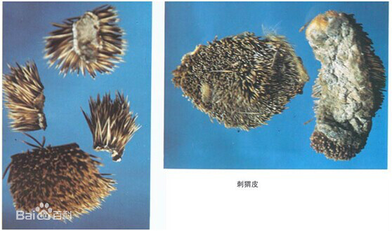 刺猬皮