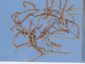 远志的功效与作用及禁忌,中药远志图片