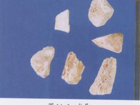 龙骨的功效与作用及禁忌,中药龙骨图片