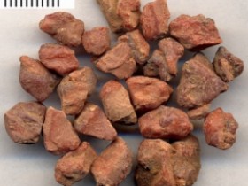 安息香的功效与作用及禁忌,中药安息香图片