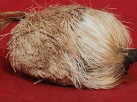 麝香的功效与作用及禁忌,中药麝香图片