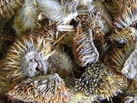 刺猬皮的功效与作用,中药刺猬皮图片