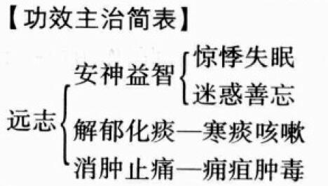 远志的功效与作用