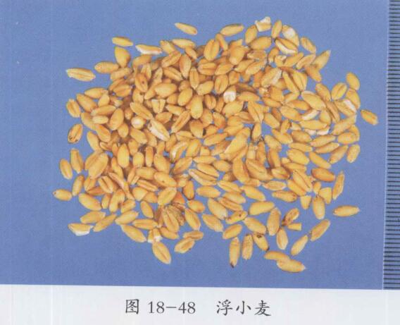 浮小麦