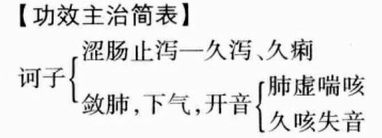 诃子的功效与作用