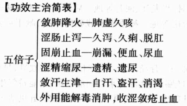 五倍子的功效与作用