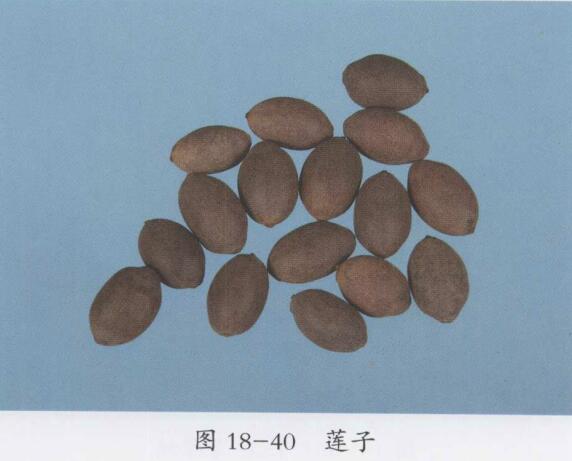 莲子