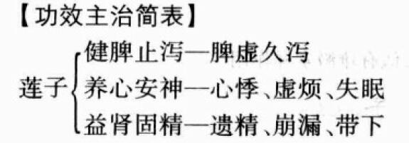 莲子的功效与作用