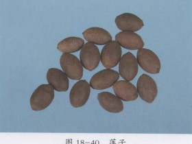 莲子的功效与作用,中药莲子图片