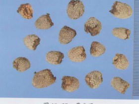 覆盆子的功效与作用,中药覆盆子图片