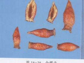 金樱子的功效与作用及禁忌,中药金樱子图片