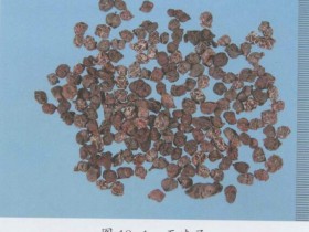 五味子的功效与作用及禁忌,中药五味子图片