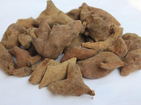 五倍子的功效与作用及禁忌,中药五倍子图片