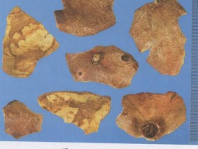 石榴皮的功效与作用及禁忌,中药石榴皮图片