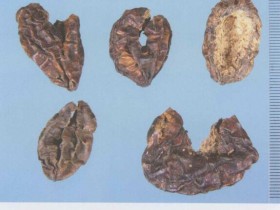 诃子的功效与作用及禁忌,中药诃子肉图片